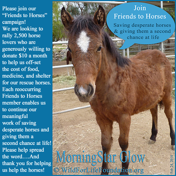 Join Friends to Horses